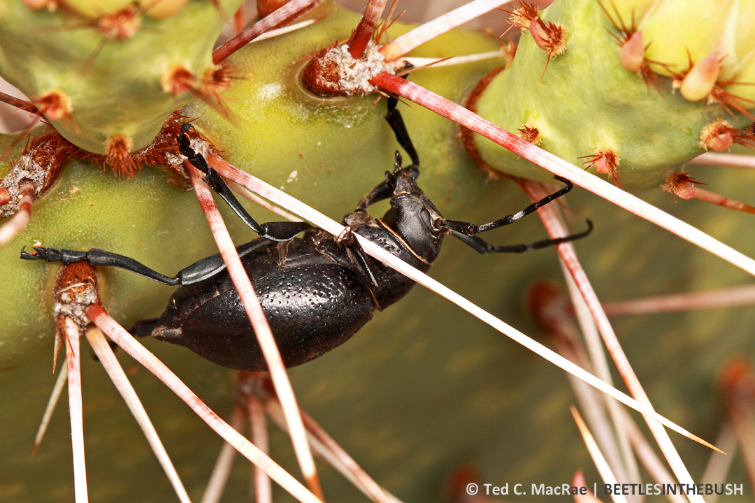 First attempt - looking down into plant where beetle was first sitting.